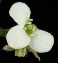 Cardamine caesiella. Top view of flower.
 Image: P.B. Heenan © Landcare Research 2019 CC BY 3.0 NZ